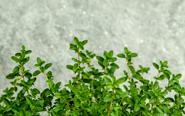 Thyme Benefits: Natural Antiviral, Antiseptic & Respiratory Support Herb