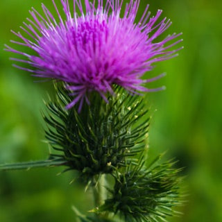 Milk Thistle